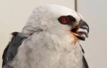 Águila de Misisipi fue rescatada en Puerto Triunfo con una lesión