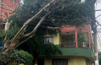 EN FOTOS: ¡Qué susto! Gigantesco árbol cayó sobre casa en Copacabana