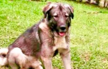 Presunta negligencia en spa canino habría causado la muerte de Loky