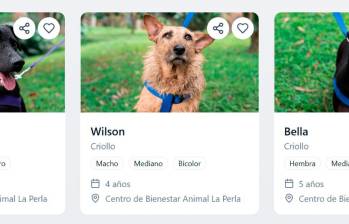 Ahora adoptar una mascota es más fácil: desde el celular puede encontrar nuevo mejor amigo
