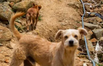 Así puede proteger a sus mascotas durante la temporada de lluvias