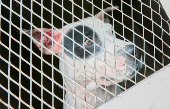 Trece capturados en convención internacional de pelea de perros