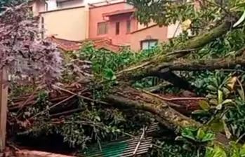 En video: Aguacero tumbó un árbol y bloqueó la vía hacia La Doctora, en Sabaneta