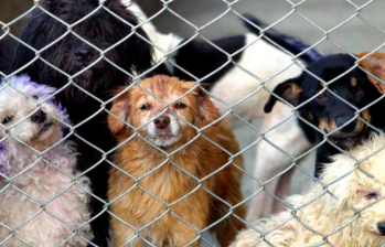 Aprobada ley para esterilizar perros y gatos callejeros en Colombia