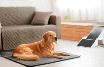 Cómo adaptar la casa para un perro con movilidad reducida 
