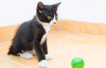 Los gatos también juegan a buscar la pelota