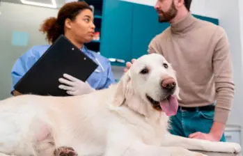 ¿Qué hacer si mi perro tiene una convulsión?