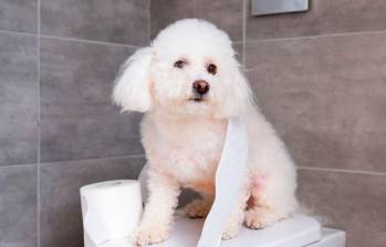 ¿Por qué mi perro me acompaña al baño? Descubre las razones