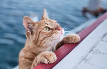 [En video] Gatos que disfrutan el agua