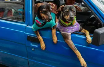 El pet parenting está cambiando la relación entre humanos y mascotas