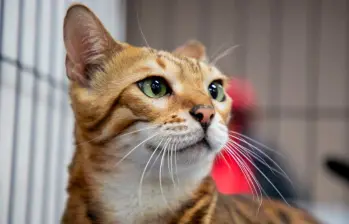 ¿Los gatos pueden reírse o sonreír? Les contamos curiosidades