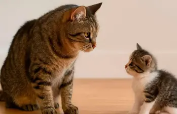 Cómo presentar un gato cachorro a un gato adulto
