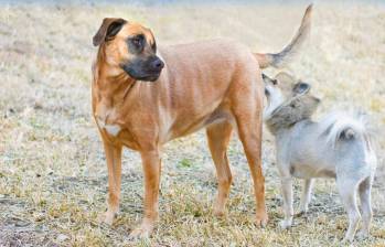 ¿Por qué los perros se huelen las colas? Te explicamos este comportamiento