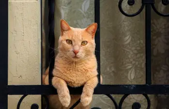 ¿Un gato puede ser feliz sin salir de casa? La clave está en cómo vive, no en dónde