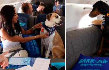 Bark Air, la nueva aerolínea para perros