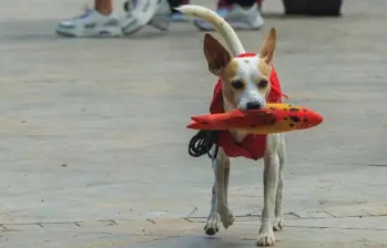 Este es el color favorito de los perros: ¡Te sorprenderás!