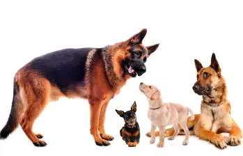 ¿Cuál es la raza de perro más inteligente? Esto dicen los expertos 