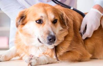 ¿Los perros pueden sufrir gastritis?