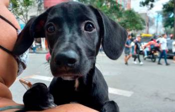 Los productos indispensables para tener un perro feliz
