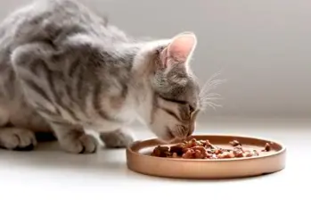 Claves para una alimentación felina saludable y variada