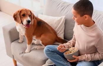 ¿Qué tan sano es que los perros coman mis sobras?