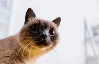¿Qué dicen los ojos de tu gato? Apréndelos a interpretar 