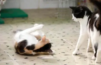 Socialización temprana en gatos: clave en el comportamiento