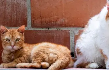 Esto es lo que debes hacer si tu gata está en celo