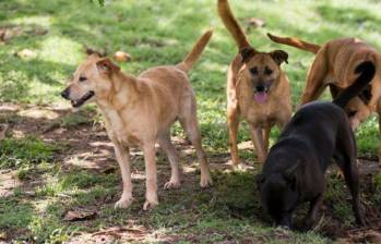 El lenguaje corporal de las mascotas revela lo que sienten