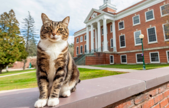 Un gato recibió título honorífico en universidad de Estados Unidos