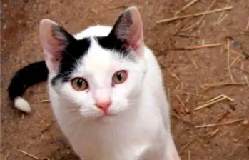 Razones por las que tu gato te mira fijamente