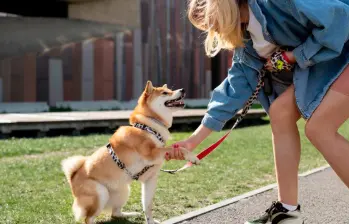 ¿Cuál es la mejor manera de educar a tu perro?
