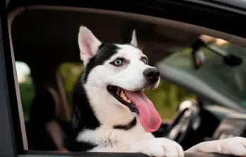 Razones por las que los perros jadean cuando están en el carro