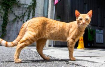 ¿En qué se diferencian los gatos naranjas de los demás? La genética tiene la respuesta