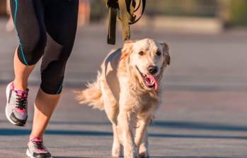 Correr con tu perro: cómo hacerlo de forma segura