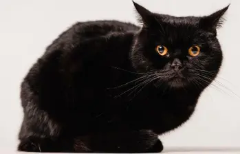 ¿Qué significa soñar con gatos? 