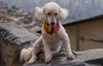 Las cinco razas de perros más comunes en Colombia
