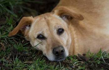 En jornada de adopción, más de 50 animales encontraron casa en Medellín