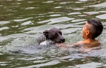 No todos los perros saben nadar de forma instintiva