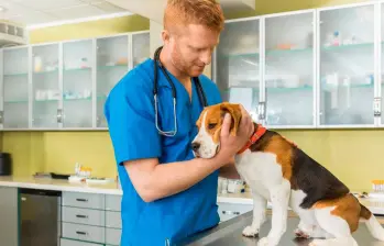Hipertensión en perros, enfermedad silenciosa y de alto riesgo