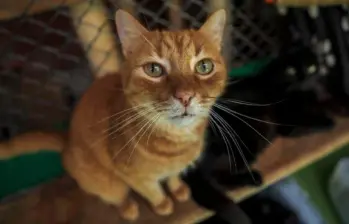 Esta es la razón por la que a los gatos les gusta que les acaricien la raíz de la cola