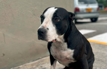Esmeralda, la perra guardián de los Bomberos Medellín