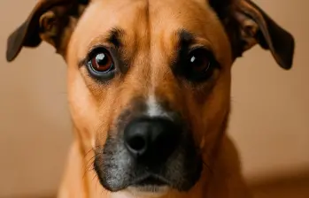 Cómo cuidar la salud ocular de tu perro 