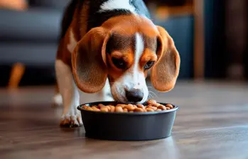 Cómo elegir comida sostenible para mascotas: ingredientes y recetas caseras