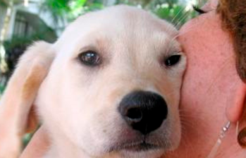 Ansiedad por separación en perros: ¿qué es y cómo identificarla?