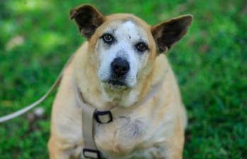 Razas de perros más propensas a sufrir de obesidad: ¡Estudio revelador!