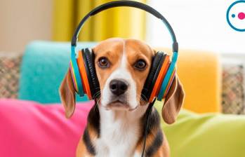 Cinco podcasts sobre el cuidado de mascotas 
