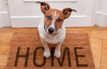 Cómo sabe un perro que vas a llegar a casa