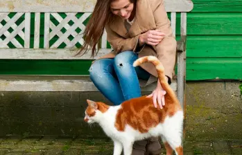 Acariciar gatos: lo que dice la psicología sobre esta conducta 