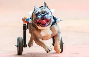 Cómo cuidar a un perro con discapacidad: guía para su bienestar